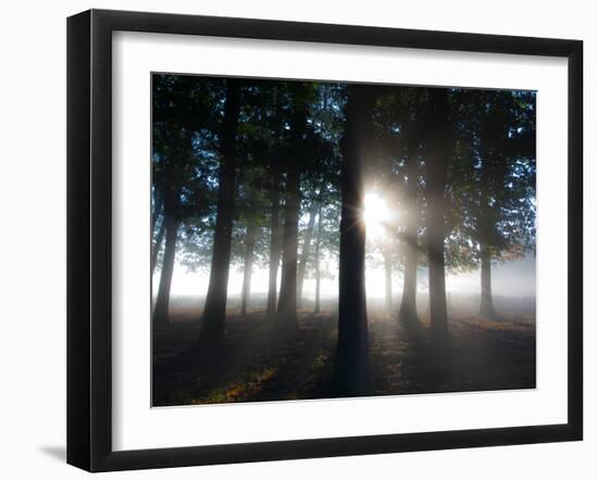 Trees in the Autumn Mist in Richmond Park-Alex Saberi-Framed Photographic Print
