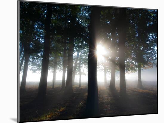 Trees in the Autumn Mist in Richmond Park-Alex Saberi-Mounted Photographic Print