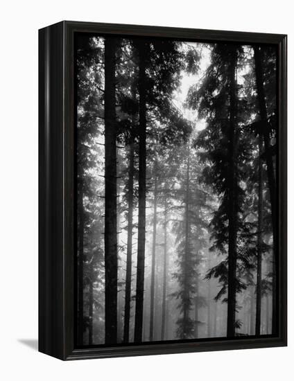 Trees in the Black Forest-Dmitri Kessel-Framed Premier Image Canvas