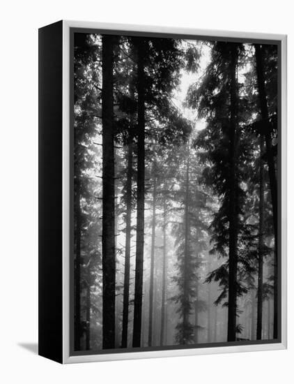 Trees in the Black Forest-Dmitri Kessel-Framed Premier Image Canvas