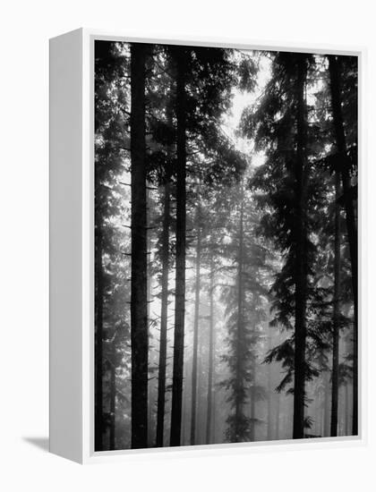 Trees in the Black Forest-Dmitri Kessel-Framed Premier Image Canvas