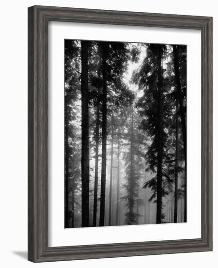 Trees in the Black Forest-Dmitri Kessel-Framed Premium Photographic Print