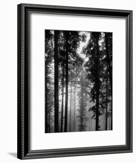 Trees in the Black Forest-Dmitri Kessel-Framed Premium Photographic Print