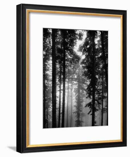 Trees in the Black Forest-Dmitri Kessel-Framed Premium Photographic Print