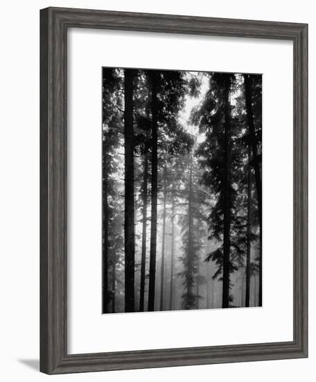 Trees in the Black Forest-Dmitri Kessel-Framed Premium Photographic Print