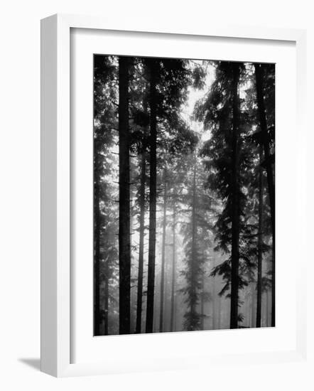 Trees in the Black Forest-Dmitri Kessel-Framed Premium Photographic Print