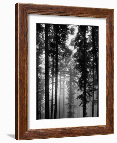 Trees in the Black Forest-Dmitri Kessel-Framed Photographic Print