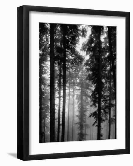 Trees in the Black Forest-Dmitri Kessel-Framed Photographic Print