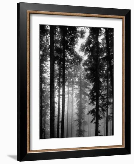 Trees in the Black Forest-Dmitri Kessel-Framed Photographic Print