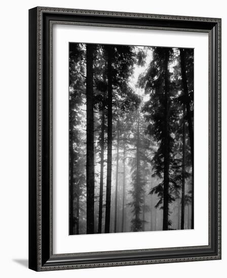 Trees in the Black Forest-Dmitri Kessel-Framed Photographic Print