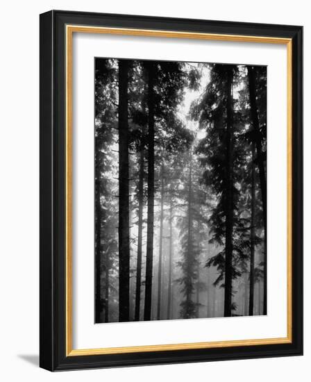 Trees in the Black Forest-Dmitri Kessel-Framed Photographic Print