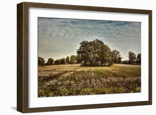 Trees in the Cotton Field-Jai Johnson-Framed Giclee Print