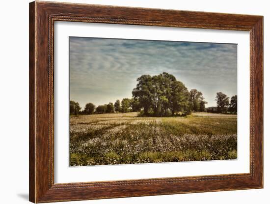 Trees in the Cotton Field-Jai Johnson-Framed Giclee Print