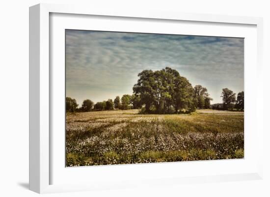 Trees in the Cotton Field-Jai Johnson-Framed Giclee Print