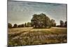 Trees in the Cotton Field-Jai Johnson-Mounted Giclee Print