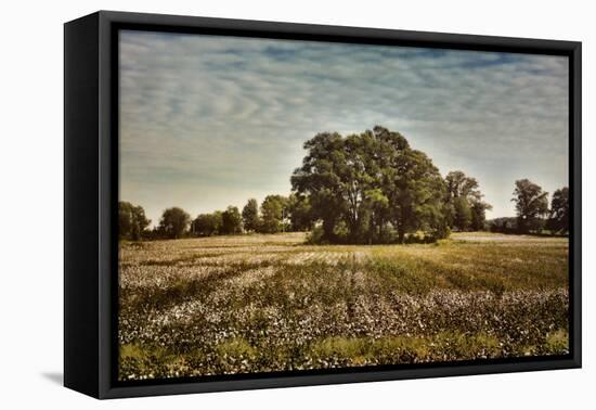 Trees in the Cotton Field-Jai Johnson-Framed Premier Image Canvas