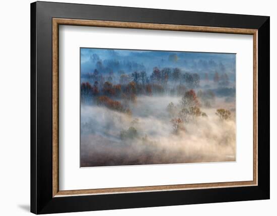 Trees in the Early Morning Fog-Valentino Alessandro-Framed Photographic Print