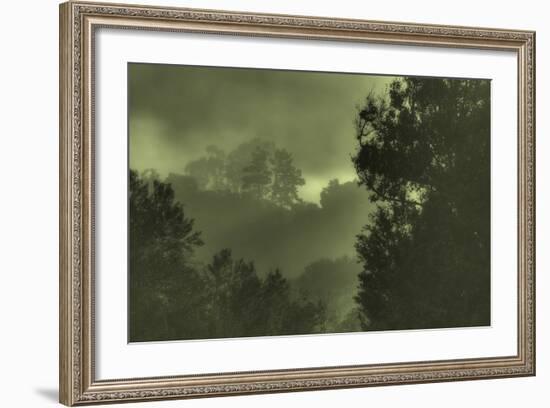 Trees in the Mist-Vincent James-Framed Photographic Print