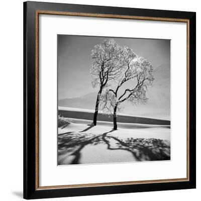 Trees in the Snow Photographic Print by Alfred Eisenstaedt | Art.com