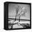 Trees in the Snow-Alfred Eisenstaedt-Framed Premier Image Canvas