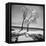 Trees in the Snow-Alfred Eisenstaedt-Framed Premier Image Canvas