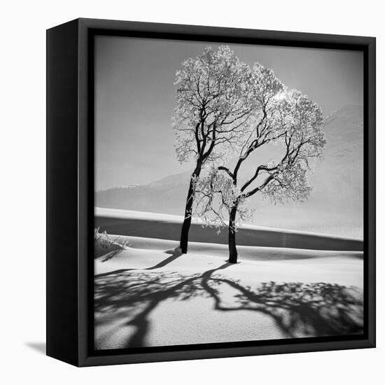 Trees in the Snow-Alfred Eisenstaedt-Framed Premier Image Canvas