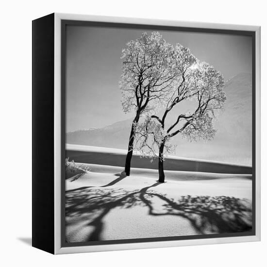 Trees in the Snow-Alfred Eisenstaedt-Framed Premier Image Canvas