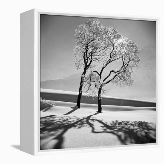 Trees in the Snow-Alfred Eisenstaedt-Framed Premier Image Canvas