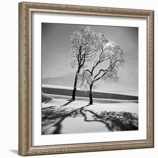 Trees in the Snow-Alfred Eisenstaedt-Framed Photographic Print