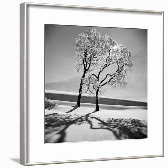 Trees in the Snow-Alfred Eisenstaedt-Framed Photographic Print