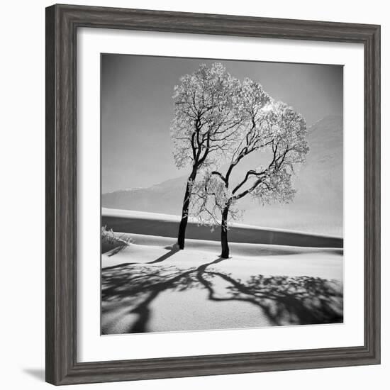 Trees in the Snow-Alfred Eisenstaedt-Framed Photographic Print