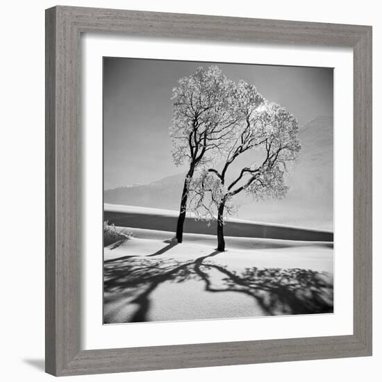 Trees in the Snow-Alfred Eisenstaedt-Framed Photographic Print