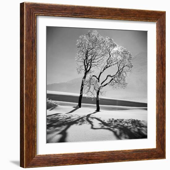 Trees in the Snow-Alfred Eisenstaedt-Framed Photographic Print