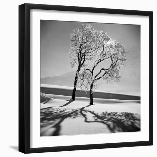 Trees in the Snow-Alfred Eisenstaedt-Framed Photographic Print