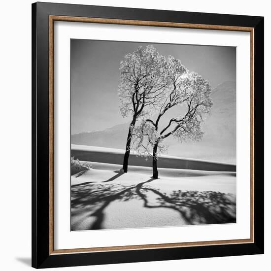 Trees in the Snow-Alfred Eisenstaedt-Framed Photographic Print