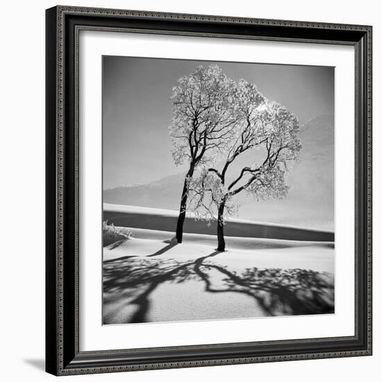 Trees in the Snow-Alfred Eisenstaedt-Framed Photographic Print