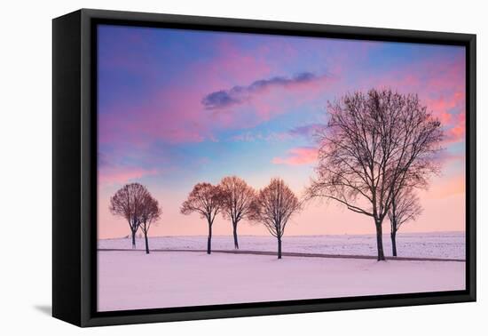 Trees in the Winter Wind-Philippe Sainte-Laudy-Framed Premier Image Canvas
