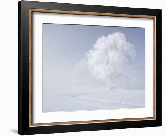 Trees in the Wintry Kochelsee, Tolzer Country, Bavaria, Germany-Rainer Mirau-Framed Photographic Print