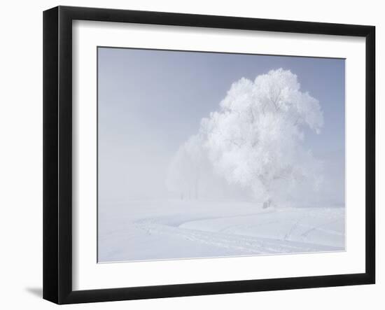 Trees in the Wintry Kochelsee, Tolzer Country, Bavaria, Germany-Rainer Mirau-Framed Photographic Print