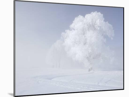 Trees in the Wintry Kochelsee, Tolzer Country, Bavaria, Germany-Rainer Mirau-Mounted Photographic Print