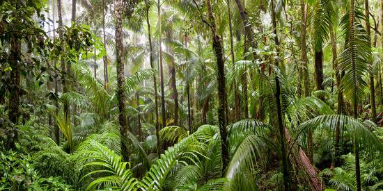 Trees In Tropical Rainforest Eungella National Park Mackay Queensland Australia Photographic Print Art Com