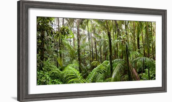 Trees in Tropical Rainforest, Eungella National Park, Mackay, Queensland, Australia-null-Framed Photographic Print