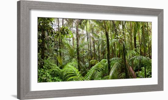 Trees in Tropical Rainforest, Eungella National Park, Mackay, Queensland, Australia-null-Framed Photographic Print