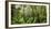 Trees in Tropical Rainforest, Eungella National Park, Mackay, Queensland, Australia-null-Framed Photographic Print