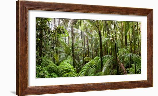 Trees in Tropical Rainforest, Eungella National Park, Mackay, Queensland, Australia-null-Framed Photographic Print