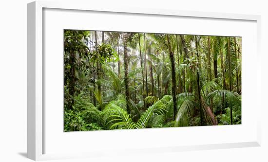 Trees in Tropical Rainforest, Eungella National Park, Mackay, Queensland, Australia-null-Framed Photographic Print