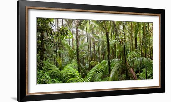 Trees in Tropical Rainforest, Eungella National Park, Mackay, Queensland, Australia-null-Framed Photographic Print