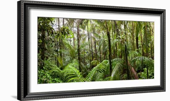 Trees in Tropical Rainforest, Eungella National Park, Mackay, Queensland, Australia-null-Framed Photographic Print