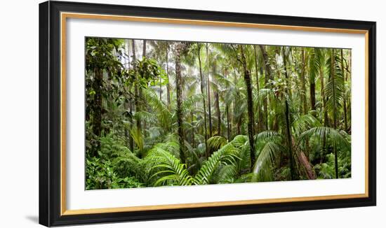 Trees in Tropical Rainforest, Eungella National Park, Mackay, Queensland, Australia-null-Framed Photographic Print