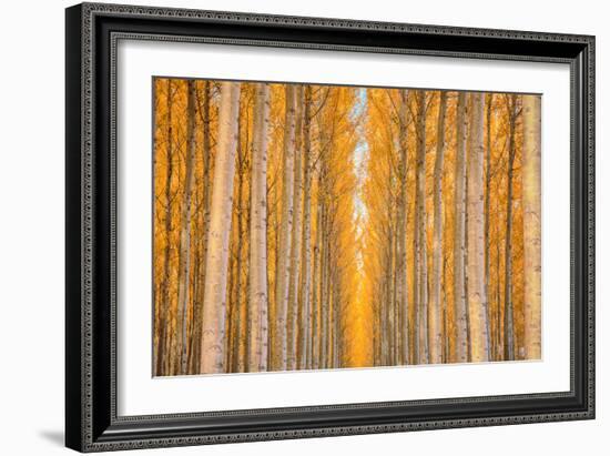 Trees In Waiting, Autumn Visions and Repitition, East Oregon-Vincent James-Framed Photographic Print